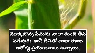 మొక్కజొన్న పీచుతో ఆరోగ్య ప్రయోజనాలు #healthtips #healthbenefits #maize #corn