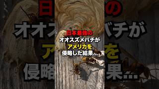 日本最強のオオスズメバチがアメリカを侵略した結果　#海外の反応  #日本