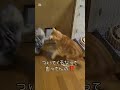 ちゃちゃまるの事が好きすぎるもなかと、たまにはウザがるちゃちゃまる🐱🤭　 保護猫　 ねこ　 ねこのいる生活 shorts