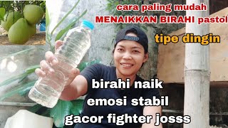 cara paling mudah merawat murai batu pastol kurang birahi jadi gacor fighter volume naik emosi