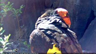 Male Condor #206 Checks on Chick, Steals Camera Time – June 5, 2017