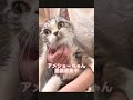 ◎アメショーちゃん　里親募集中の子です。成猫さん　女の子◎ ブリーダーさんの所にいた子ですが、何故か他の子達にいじめられてしまうとの事です😭とってもおっとりした性格の子です。😸😊 保護猫