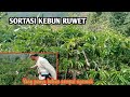 SORTASI KEBUN RUWET