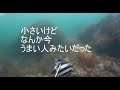 石鯛食べたい01ゆる魚突き日本海サンバソウは何食べる？