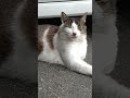 小瀬スポーツ公園でウォーキングがてら猫との触れ合い🐱 小瀬スポーツ公園 保護猫 さくらねこ 野良猫 猫 ねこ ネコ にゃんこ ニャンコ