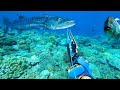 Berburu Ikan Dan Memanah Ikan Barracuda Besar