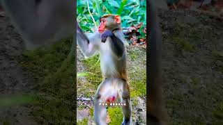 Funny macaque dancing. Macaca. Macaco. Macaque.  monkey. Kurangan. Bandar ka dance. #funnymoment