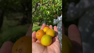 beautiful fresh fruits videos/apricot/beautiful sceneries 2023/beautiful relaxing videos