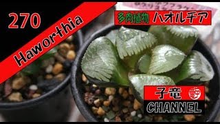 多肉植物　ハオルチア (Haworthia)  根挿しに成功！