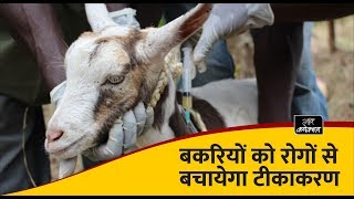 बकरियों को रोगों से बचाये  समय पर कराएं टीकाकरण | Vaccination Schedule for goats