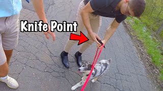 Thieves Steal My Puppy (Knife Point)