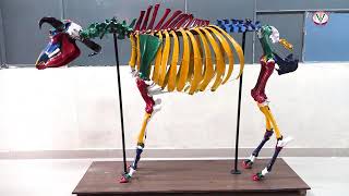 GADVASU, Dept. of Veterinary Anatomy tutorial on appendicular skeleton of Ox,Horse, dog,pig,fowl