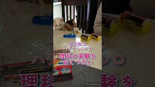 【でぶねこ ハチワレ\u0026白猫】理科の実験をおてつだい(じゃまをする)#猫 #でぶねこ #でぶ猫 #ハチワレ #ハチワレ猫 #はちわれ猫 #白猫 #しろねこ #オッドアイ #オッドアイ猫 #実験