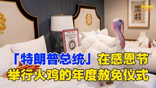 「特朗普總統」在感恩節舉行火雞的年度赦免儀式 ，今年來自愛荷華州沃爾科特的火雞“玉米（Corn）”和“玉米棒（Cob）”按照傳統，受到了世界一流貴賓的接待，包括紅地毯和住宿在華盛頓豪華的威拉德洲際酒店