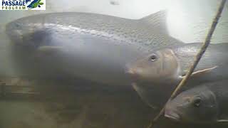 Steelhead and Suckers in Fishway