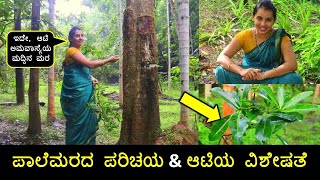 ಆಟಿ ಅಮವಾಸ್ಯೆ ಮದ್ದಿನ ಮರದ ಪರಿಚಯ☘️🌳| Aati Amavasye Kashaya | Halemara |ತುಳುನಾಡ ಆಟಿ ಕಷಾಯ  |by Asha Udupa