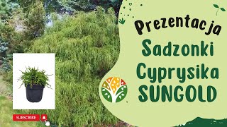 Cyprysik groszkowy SUNGOLD  - Prezentacja Sadzonki🌼 www.Kolorowy-Ogrod.com