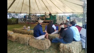 Poenskop-Merino-ram behaal hoogste prys op Smaldeel-Merino-veiling