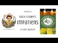 Bach Flowers - Episode 23 : IMPATIENS