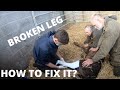 FIXING A BROKEN LEG IN A CALF | VLOG 3: Throw a vet a bone (fracture)