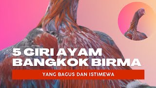 5 CIRI AYAM BANGKOK SILANGAN BIRMA CIRI WARNA POSTUR TUBUH YANG BAGUS DAN ISTIMEWA