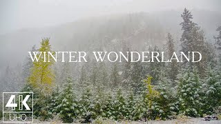 10 HOURS of Snow Falling on Forest Trees - 4K TV Screensaver with Ambient Music - Wintertime