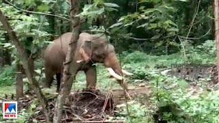 ആന പാപ്പാനെ അടിച്ചു കൊന്നു; ആക്രമണം മരുന്ന് കൊടുക്കുന്നതിനിടെ | Ottappalam |Elephant attack