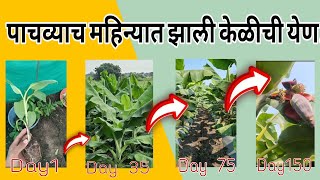 🤔केळीची येण लवकर कशी होईल? || How to start flowering in banana ?? #agronomistsatish #banana #केळी