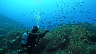 本日の海（2025 01 18）トウシキ　伊豆大島シーサウンド