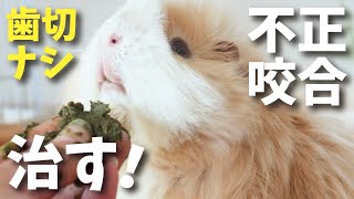 モルモットの不正咬合を手術なしで治す　cute guineapig