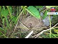 NIGHT BIRD HUNTING USING PVC AIR GUN PANULO OG LANGGAM