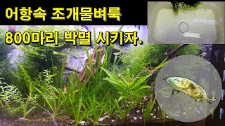 [#거북이씨​] 🦐체리새우  어항속      조개 물벼룩 완전 박멸 시키기 / 어항 속 패충류 없애버리자 (Ostracoda-Cypris and Cythere)