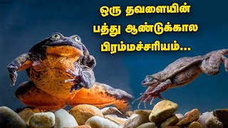 ஒரு தவளையின் 10 ஆண்டுக்கால பிரம்மச்சரியம்...| Is It True? | Subagunam