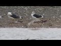 first winter caspian gull shawell 05 11 2016