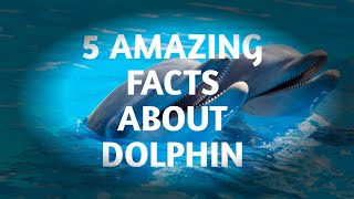 5 AMAZING FACTS ABOUT DOLPHINS TO KNOW !!