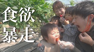 【食欲覚醒！】初めてのいちご狩りに密着！食欲が暴走する1歳児＆2歳児！w