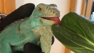 We Want Our Pet Blue Iguana to Get Attached to Us!