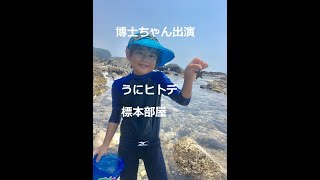 ウニ,ヒトデ標本部屋の紹介,「博士ちゃん」, Starfishes, Sea urchins, my room. A 12 years old boy