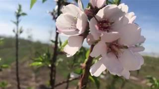 USA Tamil Vlog | Almond flowers 😱 beautiful பாதாம் பூக்கள் | Almond farm பாதாம் தோட்டம்