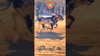 Bull Race 2024 In Pakistan #bullrace #youtubeshorts #shortvideo #gujarkhan #pothwar #cow