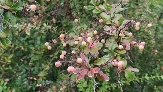 Eating Clustered Barberry from China (Berberis aggregata)