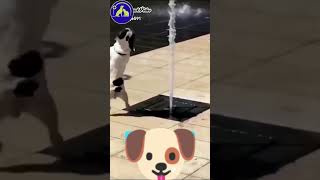 FUNNY ANIMAL:THE FUNIEST DOG 🐶🐶🐶 VIDEOS||FUNNY ANIMALS KINGDOM#viral #shorts #trending#youtubeshorts
