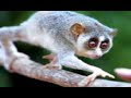 endangered red slender loris