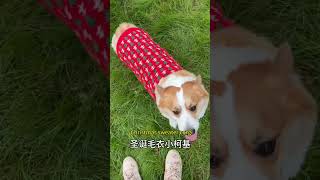 Pet camping in Chongqing 重庆小狗营地，宫崎骏童话世界 #bichon #dog #smartdog #camping #dogshorts