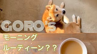 柴犬店長 鎌倉ゴローのモーニングルーティーン？？ 起きてるくせに寝たフリする柴犬