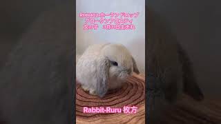 うさぎベビーちゃん【枚方店】＃うさぎ　＃うさぎベビー　＃shorts