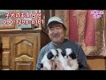 【玉勝間荘】節分！明るい春に向かって、狆の子犬成長中！