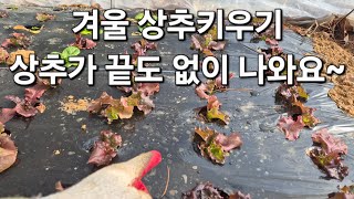 텃밭 겨울 상추키우기. 한 겨울에도 상추가 끝도없이 나와요~