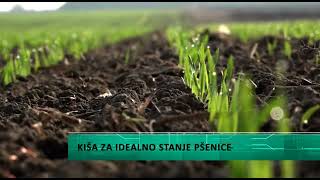 Kiša za idealno stanje pšenice