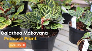 Calathea Makoyana | Care and Growing Guide for Peacock Plant